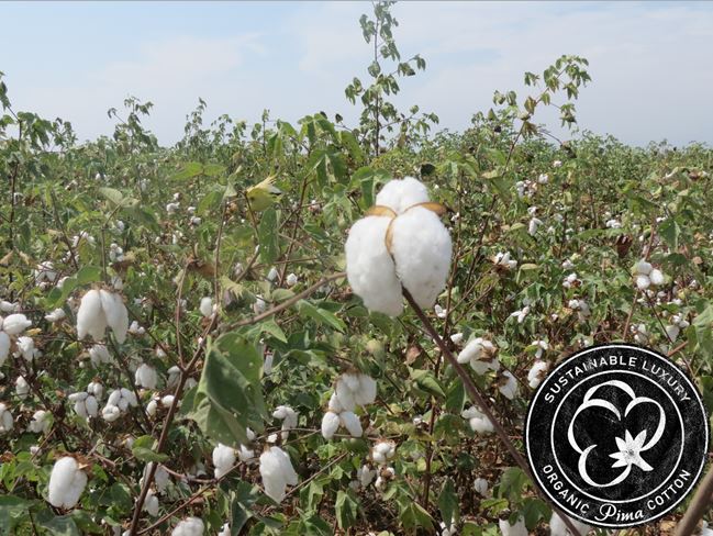 Not just organic, organic Pima cotton! What is organic Pima cotton?